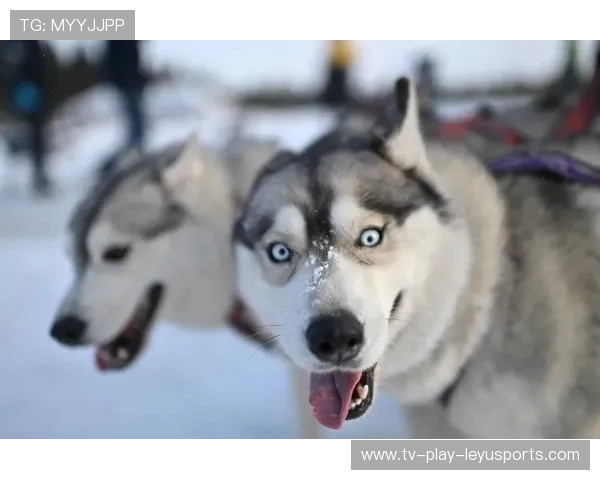 雪橇锦标：俄罗斯队稳居金牌榜，持续冲击纪录！，俄罗斯雪橇犬